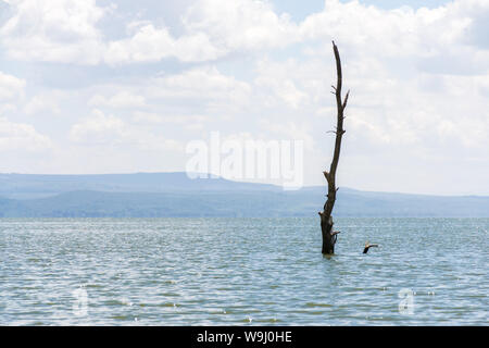 Parzialmente sommerso albero morto a causa di aumento dei livelli delle acque, il lago Naivasha, Kenya, Africa orientale Foto Stock