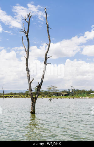 Parzialmente sommerso albero morto a causa di aumento dei livelli delle acque, il lago Naivasha, Kenya, Africa orientale Foto Stock