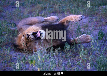 Africa, Sud Africa, Africana, Botswana, Savuti, Okavango Delta, Panthera leo, maschio lion la laminazione nel prato, 30074395.Caption locale in Africa Foto Stock