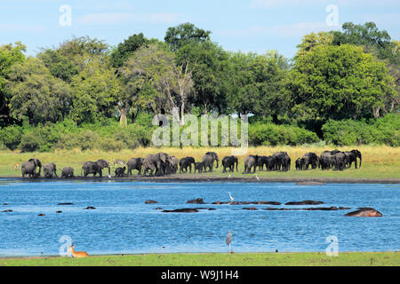 Africa, Sud Africa, Africana, Botswana Okavango Delta, Abu Camp, Eleophant mandria al foro per l'acqua, 30074404.Caption locale *** Africa, Sud Foto Stock