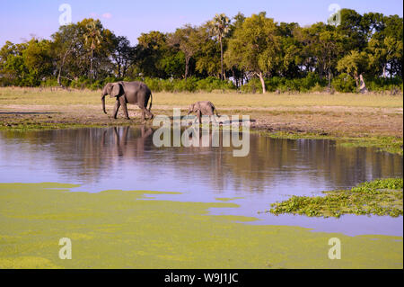 Africa, Sud Africa, Africana, Botswana Okavango Delta, Abu Camp, Loxodonta, elefante, 30074416.Caption locale *** Africa, Sud Africa, Foto Stock