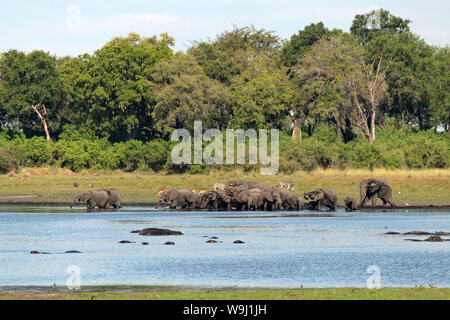 Africa, Sud Africa, Africana, Botswana Okavango Delta, Abu Camp, branco di elefanti, Loxodonta, Loxodonta africana, 30074419.Caption locale * Foto Stock