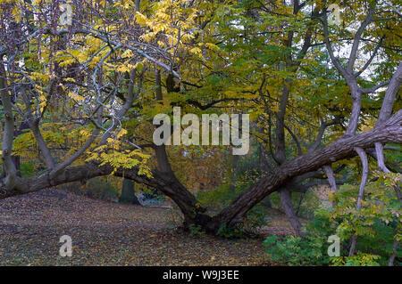 Un vecchio albero nodose in Hüxterdamm Park, Lubecca Foto Stock
