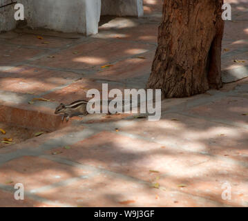 Scoiattolo striato raccoglie cibo sulla strada della città. Indian palm scoiattolo (Funambulus palmarium). India Foto Stock