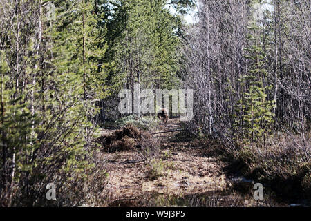 Orso bruno lascia l uomo sulla strada in pino foresta scandinava. Bear ucciso elk sulla strada forestale e la nascosi sotto i cespugli (palo in primo piano). Pericolo di incontrare Foto Stock