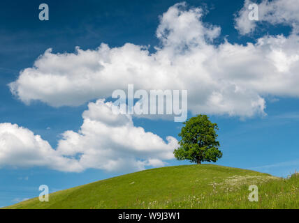 Tilia Lone Tree sulla collina con le nuvole e cielo blu in Eggiswil, Emmental Foto Stock