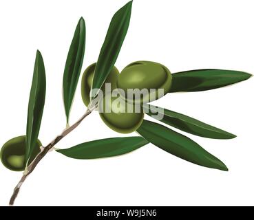 Vettore realistico olive branch con foglie su un gambo & diversi olive Illustrazione Vettoriale