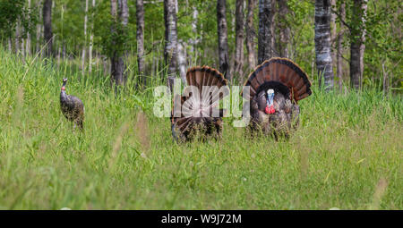 Tom tacchini strutting per una gallina decoy in Wisconsin settentrionale. Foto Stock