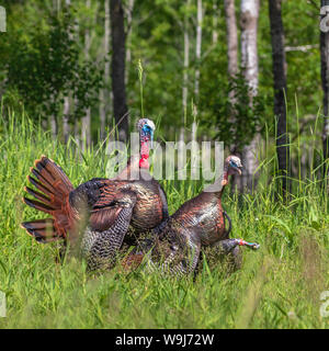 Tom tacchini il tentativo di montare una gallina decoy. Foto Stock