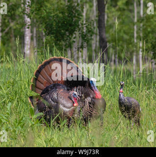 Tom tacchini strutting per una gallina decoy in Wisconsin settentrionale. Foto Stock