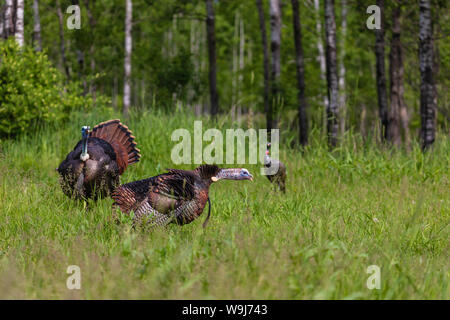 Tom tacchini strutting/gobbling per una gallina decoy in Wisconsin settentrionale. Foto Stock