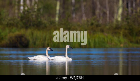 Coppia di trumpeter swans in Wisconsin settentrionale. Foto Stock