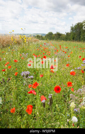 Fiori Selvatici a sinistra al margine del campo per favorire la fauna selvatica e di insetti, sulla South Downs, i fiori sono Sow-thistle, papaveri, borragine, blu tansy, REGNO UNITO Foto Stock