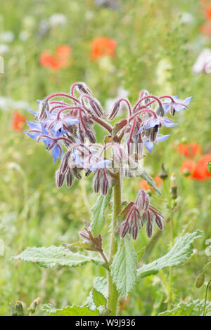 Borragine e altri fiori selvatici che crescono in zone incolte il bordo del campo sulla South Downs, borragine officinalis, Foto Stock