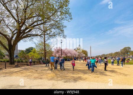 Vista del National Mall di primavera, il Monumento a Washington visibile in background, Washington DC, Distretto di Columbia, Stati Uniti d'America Foto Stock