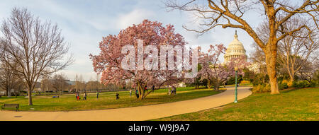 Vista del Capitol Building e la primavera sbocciano i fiori, Washington DC, Distretto di Columbia, Stati Uniti d'America Foto Stock