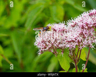 Hornet hoverfly Volucella zonaria canapa-agrimonia fiori Agosto Foto Stock