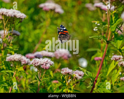Red Admiral Butterfly Vanessa Atalanta in volo sulla canapa-agrimonia Foto Stock