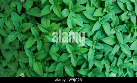 Mazzetto di basilico verde ovunque Foto Stock