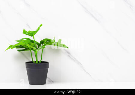 Tropical foglie verdi su sfondo marmo. Foto Stock