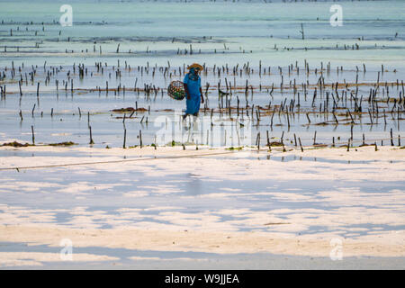 Crescono alghe sulla riva orientale di Zanzibar Foto Stock