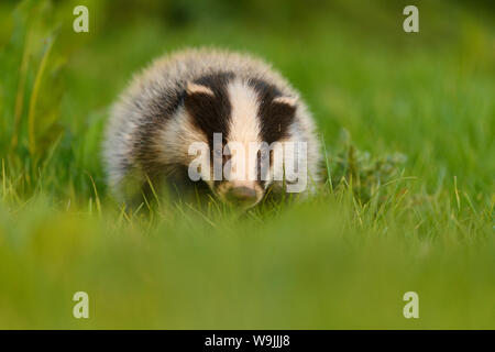 Badger (Meles meles) cucciolo giovane in erba, Staffordshire, Inghilterra, maggio Foto Stock