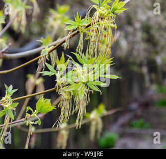 Acero giovani foglie verdi del blumo dalle gemme su un ramo in primavera, close-up Foto Stock