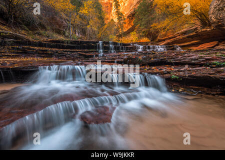 Cascate lungo la forcella di sinistra di North Creek (la metropolitana), il Parco Nazionale di Zion, Utah Foto Stock