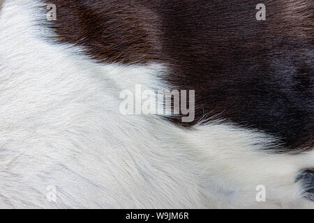 La texture di marrone pelle di mucca rivestire con il pelo bianco nero e macchie marroni Foto Stock
