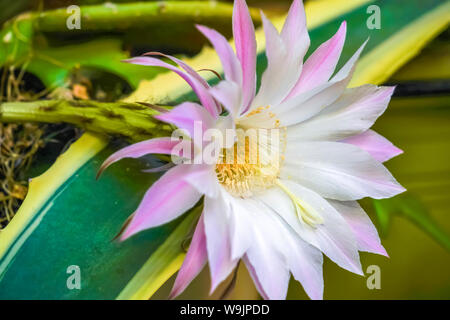 Fioritura cactus. Il bianco e il fiore rosa di una fioritura di echinopsis Foto Stock