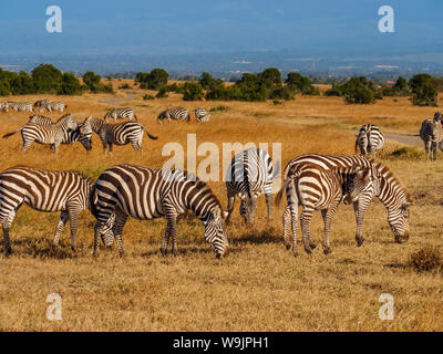 Di Grevy zebre in Masai Mara riserva, Kenya Foto Stock