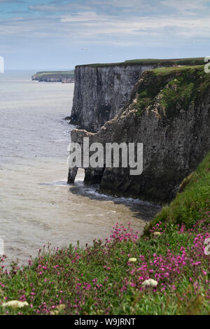 RSPB Bempton della scogliera con un abbondanza di vita marina durante la stagione di nidificazione. Foto Stock