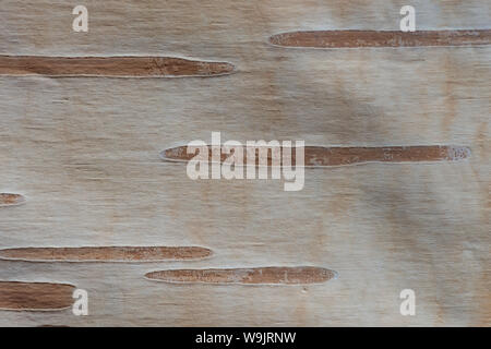 Appena esposte pallido bianca corteccia di coppia argento betulla che mostra grande lenticelle per la respirazione e scambio gassoso, Betula utilis jacquemontii Foto Stock