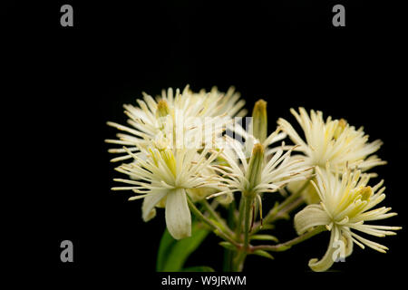 I fiori dell'uomo vecchio con la barba impianto, noto anche come il viaggiatore-Gioia, crescendo a lato di una corsia in agosto. Nord Inghilterra Dorset Regno Unito GB Foto Stock