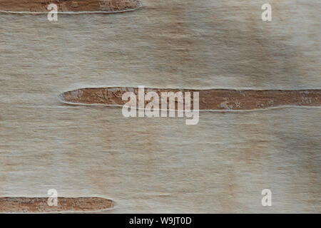 Appena esposte pallido bianca corteccia di coppia argento betulla che mostra grande lenticelle per la respirazione e scambio gassoso, Betula utilis jacquemontii Foto Stock