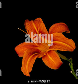 Arte still life colore immagine macro di un singolo isolato wide open giallo arancio daylily blossom con stelo su sfondo nero con texture dettagliate Foto Stock