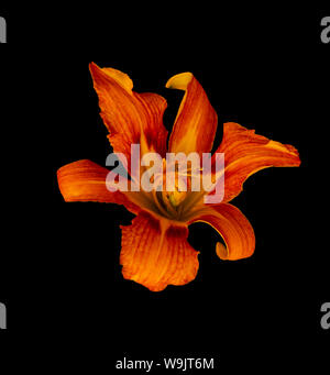 Arte still life colore immagine macro di un singolo isolato wide open giallo arancio daylily blossom su sfondo nero con texture dettagliate,vintage Foto Stock