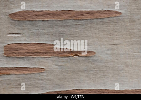 Appena esposte pallido bianca corteccia di coppia argento betulla che mostra grande lenticelle per la respirazione e scambio gassoso, Betula utilis jacquemontii Foto Stock