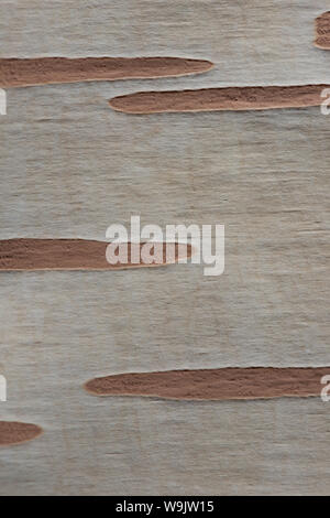 Appena esposte pallido bianca corteccia di coppia argento betulla che mostra grande lenticelle per la respirazione e scambio gassoso, Betula utilis jacquemontii Foto Stock