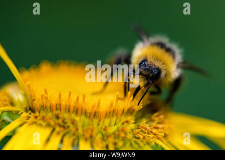 Chiudere fino a Bumblebee si siede sul fiore giallo verde con sfondo sfocato Foto Stock