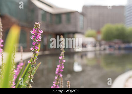 Birmingham City canal con bassa profondità di campo con il fogliame in primo piano Foto Stock