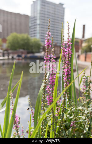 Birmingham City canal con bassa profondità di campo con il fogliame in primo piano Foto Stock