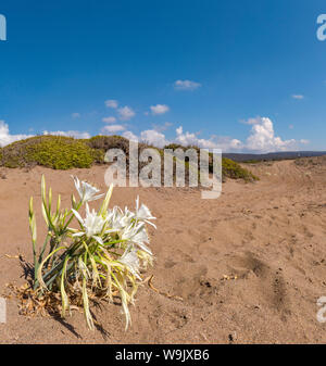 Sea daffodil, Pancratium maritimum, penisola di Akamas National Park, Cipro, Cipro, 30070186 Foto Stock