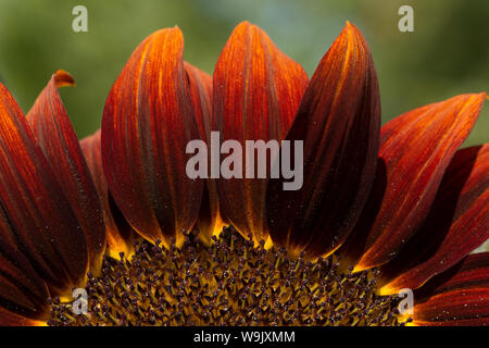 Insolita deviazione dalla normale luminoso giallo girasole, girasoli con geni per il marrone e il colore del cioccolato la pigmentazione in petali, Helianthus annuus Foto Stock