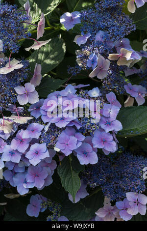 Grandi ortensie blu le teste dei fiori che crescono in Chalk terreno con acido aggiunto, alcuni reversione in magenta è visto creeping lentamente dal centro verso l'esterno Foto Stock