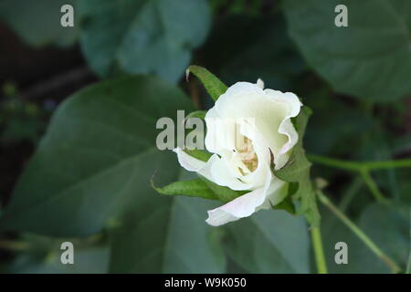 Freschi di cotone bianco fiore appena iniziando ad aprire crescere organicamente nella serra Foto Stock