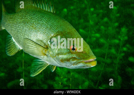 Smallmouth sott'acqua nel fiume San Lorenzo Foto Stock