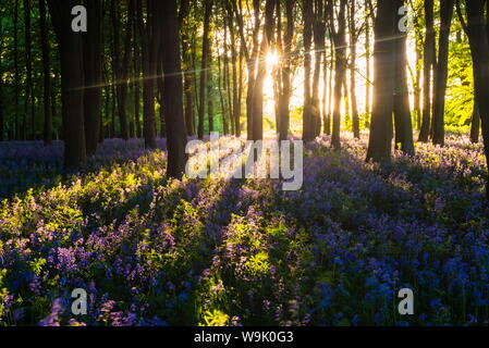 In Bluebells Bluebell boschi in primavera, Badbury ammassarsi a Badbury Hill, Oxford, Oxfordshire, England, Regno Unito, Europa Foto Stock