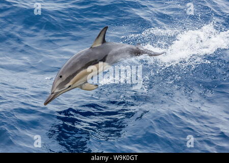 A lungo becco delfino comune (Delphinus capensis) saltando vicino White Island, isola del Nord, Nuova Zelanda, Pacific Foto Stock