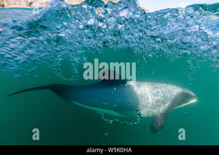 Adulto Hector's delfini (Cephalorhynchus hectori) sott'acqua nei pressi di Akaroa, South Island, in Nuova Zelanda, Pacific Foto Stock